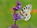 Parnassius apollo (Apollo)